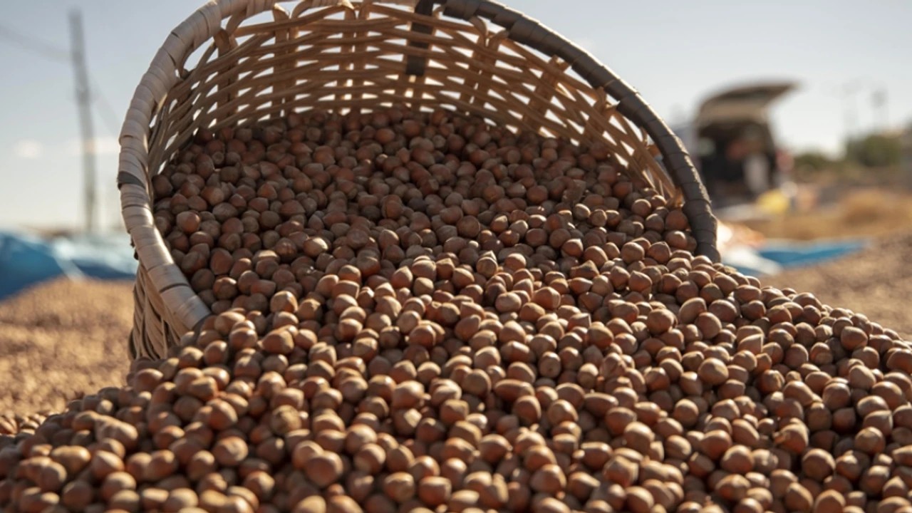 Fındık Krallığı Sarsılıyor Mu? İhracat Rakamları Alarm Veriyor!